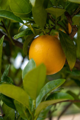 Orange tree with a single fruit 