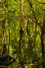 Fototapeta premium mangrove trees with green leaves and long roots growing in fresh water summer sunny day in Zanzibar, Tanzania