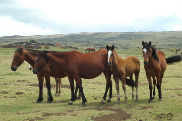 Obraz premium horses salvales prairie easter island
