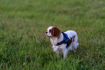 cavalier king charles spaniel walking on a grass field in a public park. attention drawn by...