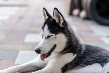 portrait of a husky puppy with it's eyes closed on a warm summer day