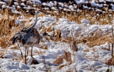 Crane populations migrate over long distances; others migrate at all. Cranes are lonely during the breeding season and occur in pairs.