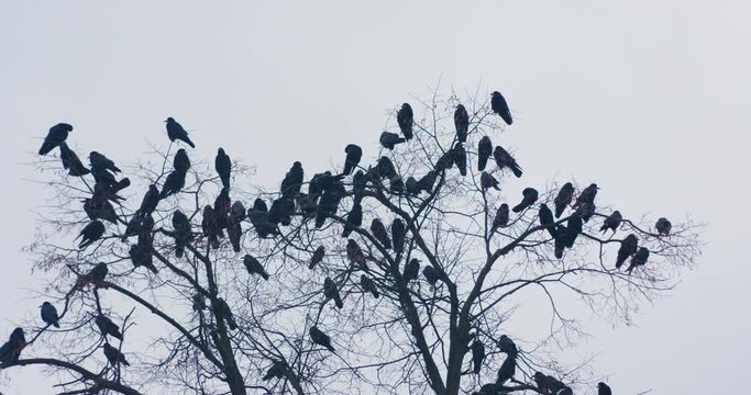 Ravens on the tree. Bunch of crows on the leafless tree at the evening.