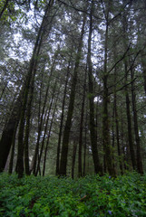 trees in the forest