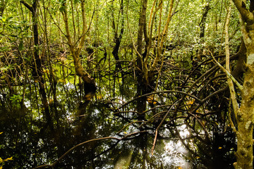 mangrove trees with green leaves and long roots growing in fresh water summer sunny day in Zanzibar, Tanzania