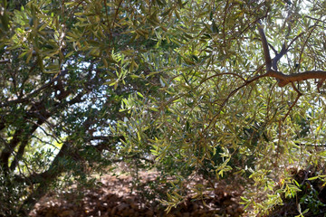 Olive tree in a garden. Selective focus.
