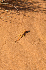 Dune Lizard in the Desert Sands of Dead Vlei 