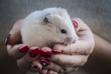White cute hamster - symbol of the new year sits in the hands of a young girl with red nails. Close up.