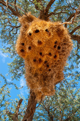 Bird Nest in Tree built by Sociable Weaver Birds