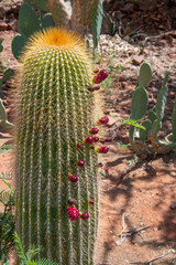 Spikey Cactus in the Desert with Red Flowers