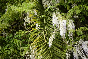 Wisteria and palm tree