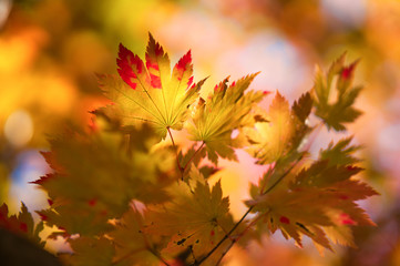 紅葉