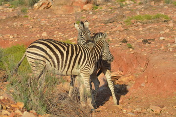 Fototapeta na wymiar Zebra's Hugging