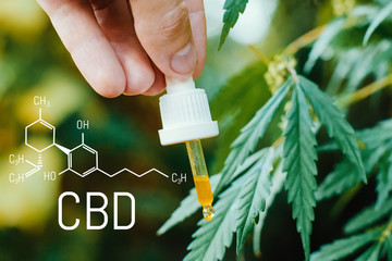 Concept of production of high quality natural marijuana CBD oil. CBD formula for cannabis. Pipette...