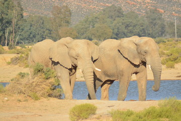 Fototapeta premium Elephants