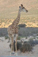 Giraffe