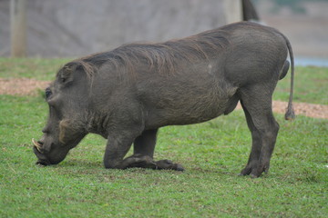 Obraz premium African Animals
