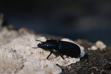Bess Bug (Popilius Eclipticus) Beetle