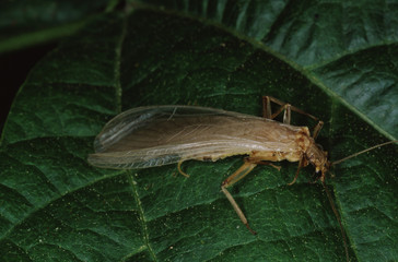 Brown Lacewing (Hemerobiidae)