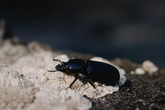 Bess Bug (Popilius Eclipticus) Beetle