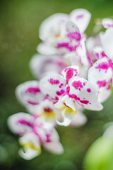 Fototapeta na wymiar Closeup of beautiful orchid flowers in the nature