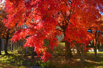 Fototapeta premium 芽室町の紅葉
