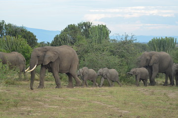 Fototapeta na wymiar Heard of Elephants
