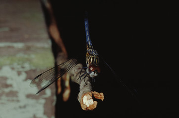 Dragonfly