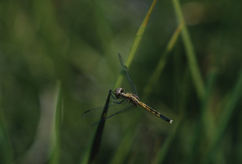 Dragonfly