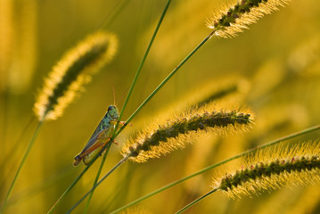 Red-legged grasshopper (Melanoplus femurrubrum) on yellow foxtail grass (Setaria glauca), backlit by setting sun.