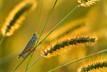 Red-legged grasshopper (Melanoplus femurrubrum) on yellow foxtail grass (Setaria glauca), backlit by setting sun.