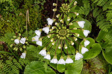 South Island mountain foxglove (Ourisia macrocarpa) along the Milford Track in Fiordland National Park during  late spring rain. © Gerry