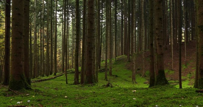 Slow motion slider shot of green mossy forest floor with conifer trees. 