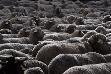Rebaño de ovejas en la ciudad de Madrid