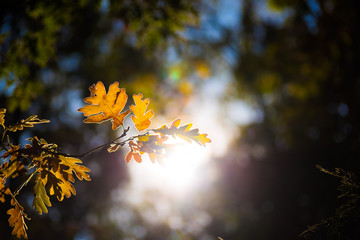 Fototapeta na wymiar Hojas de un árbol en otoño