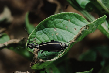 Margined Blister Beetle (Epicauta Funebris)