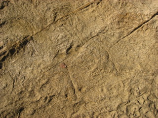 Closeup detail of a coastal rock worn by waves and wind and sand.