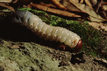 May Beetle (Phyllophaga)