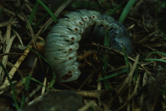 May Beetle (Phyllophaga)