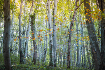 Fototapeta premium las jesienią