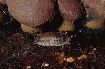 Pillbug Sowbug Woodlice (Porcellio)