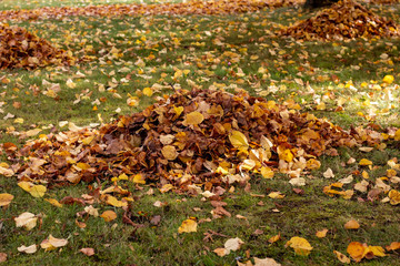 Obraz premium Orange and yellow autumn leaves on the ground texture background.