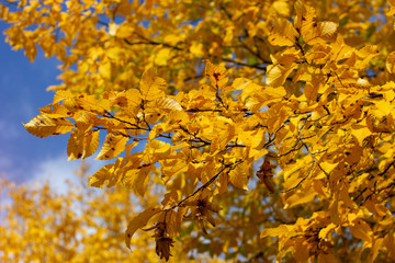 Orange and yellow autumn leaves on tree branches against blue sky background.