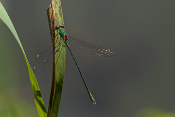 Emerald Damselfly