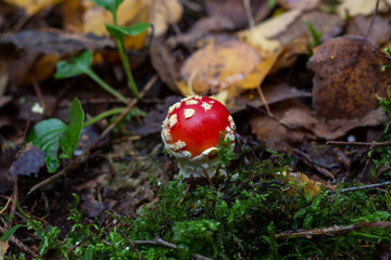 Toxic Red Amanita Muscaria fungus macro close up in natural environment. Poisonous and hallucinogen mushroom Fly Agaric on autumn forest background. .