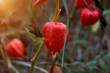Red Chinese lantern (Physalis franchetii) plant in the forest. Branch of physalis on bright background.