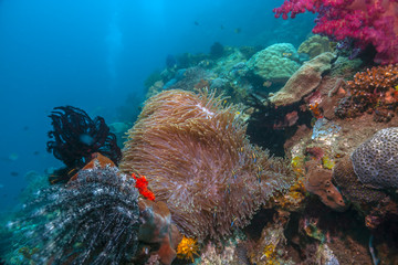 Coral reef South Pacific