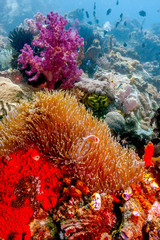 Coral reef South Pacific