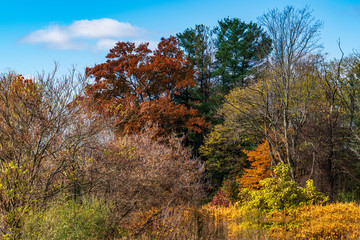 trees in autumn