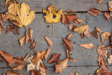 fallen leaves on a wooden background